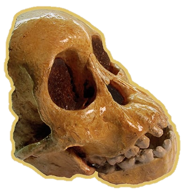skull